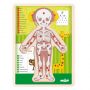 Woody 91925 Eko koka attīstošā puzle Cilvēka ķermenis Zēns  EN versija   12gab.  bērniem no 3 gadiem +  22.5x30x0.8см